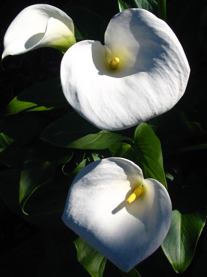 Calla