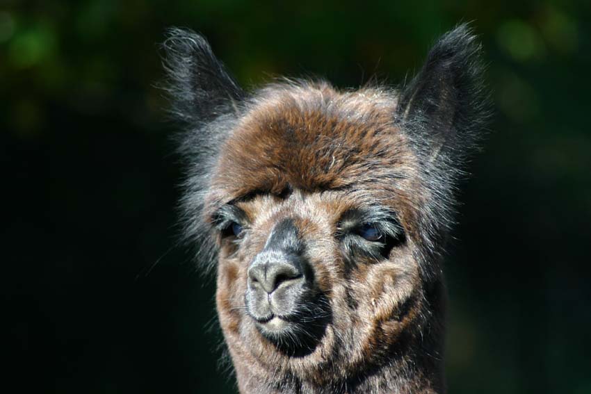 Lama