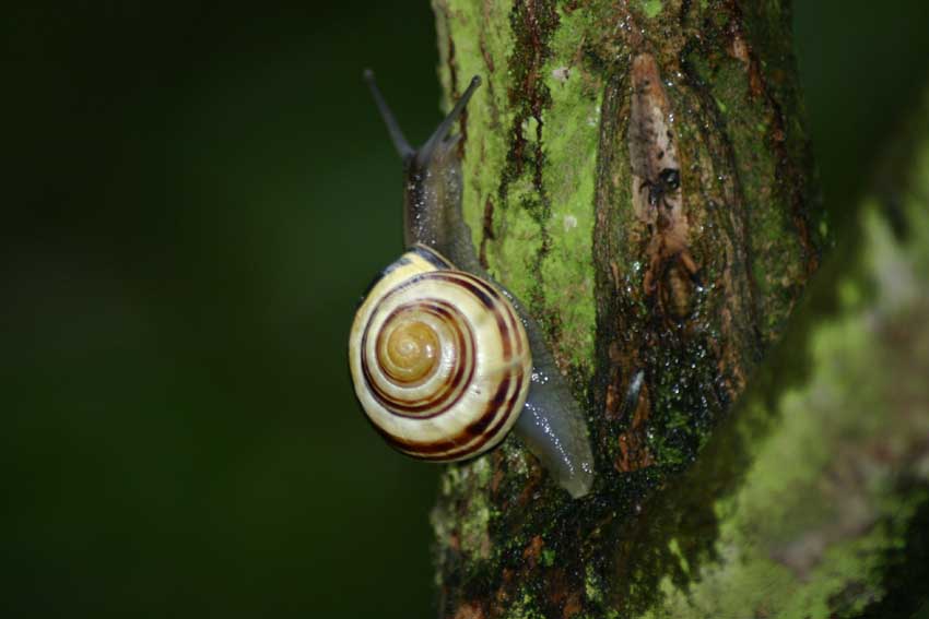 Schnecke