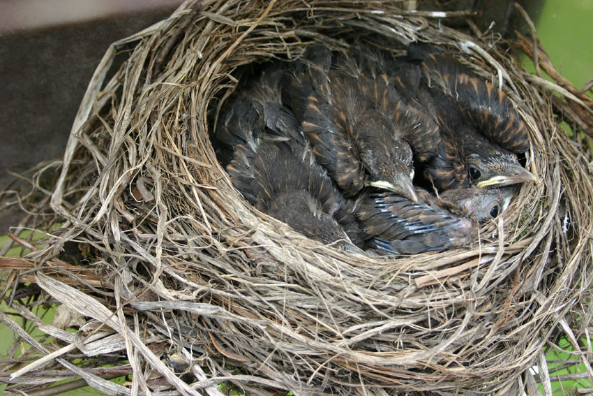 Vogelnest